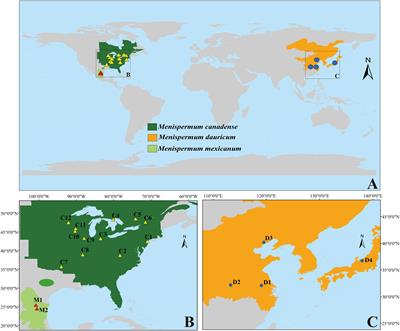 Phylogenomics and phylogeography of Menispermum (Menispermaceae)